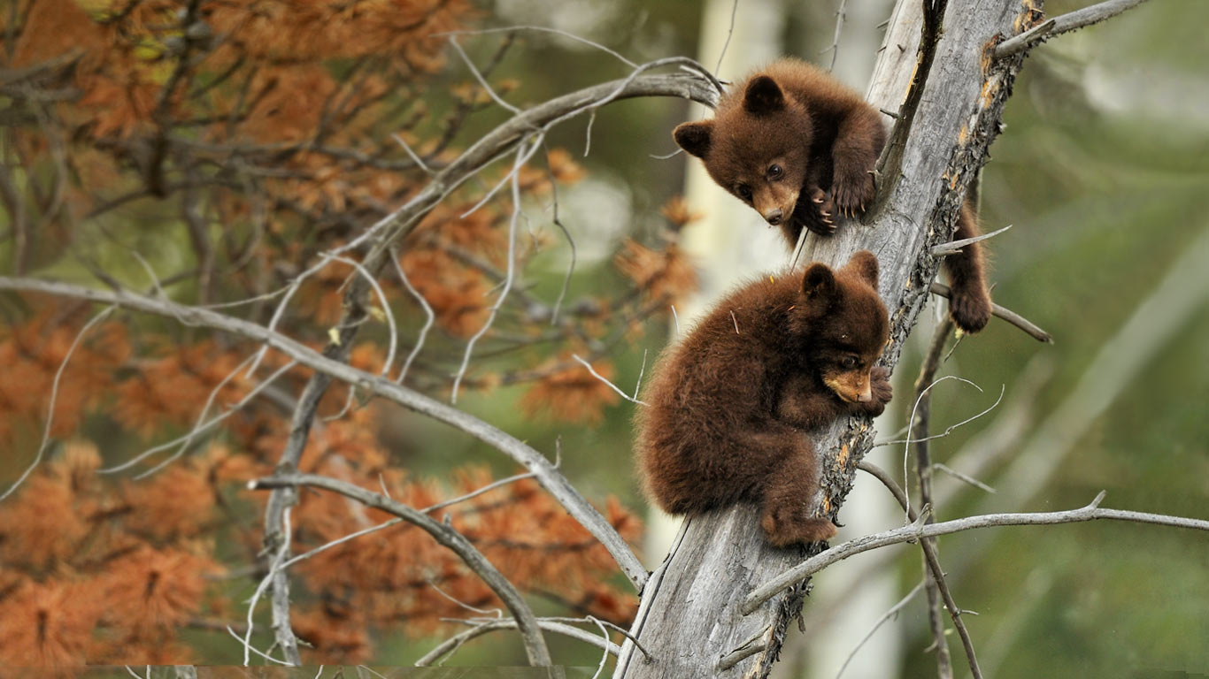 两只在枯树枝上玩耍的美洲黑熊幼仔(© Don Johnston/All Canada Photos/Corbis) - 2013/10/31 两只在枯树枝上玩耍的美洲黑熊幼仔(© Don Johnston/All Canada Photos/Corbis) - 2013/10/31