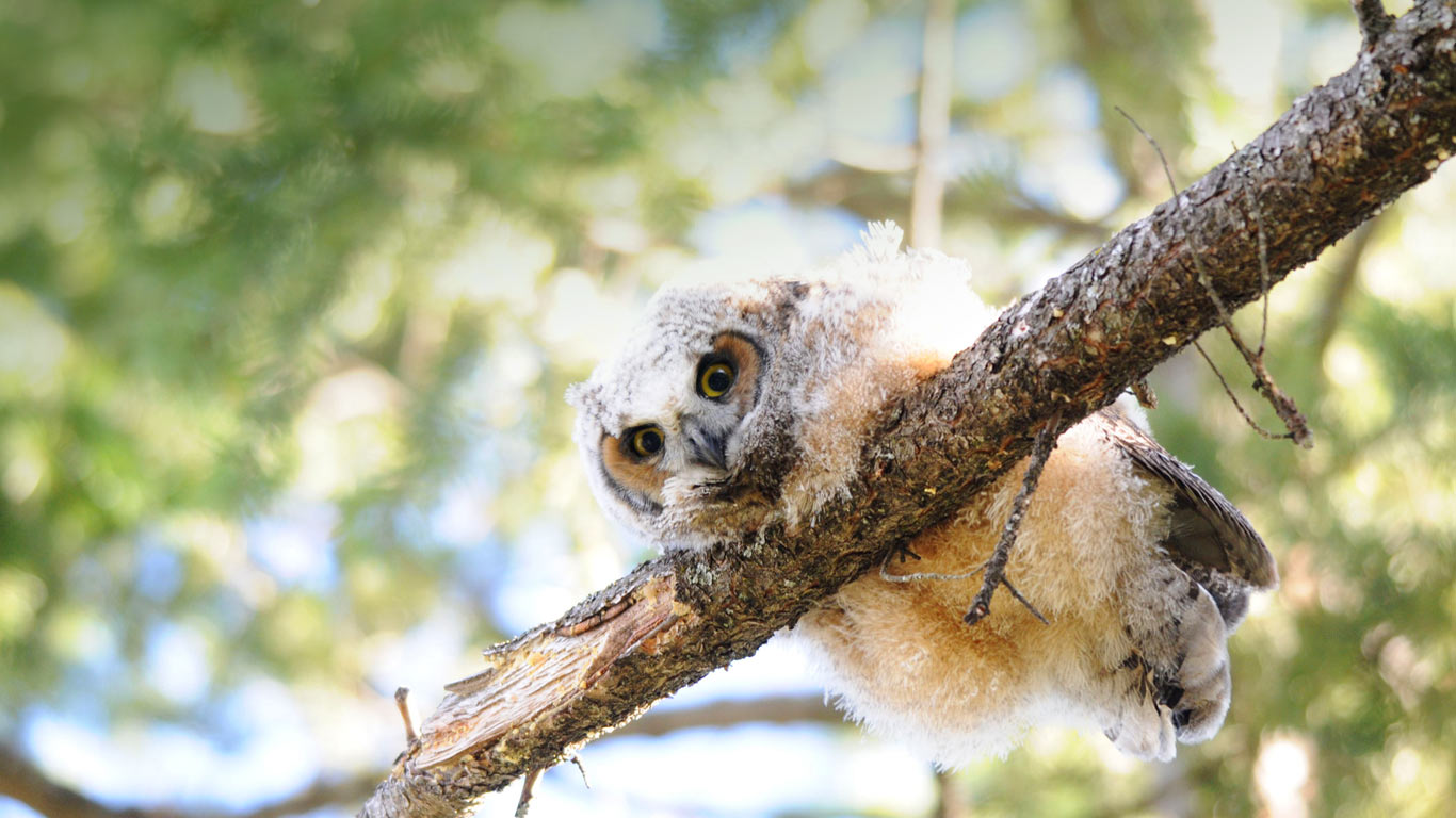 大角猫头鹰宝宝(© Brenda Bradley/Alamy) - 2013/11/08 大角猫头鹰宝宝(© Brenda Bradley/Alamy) - 2013/11/08