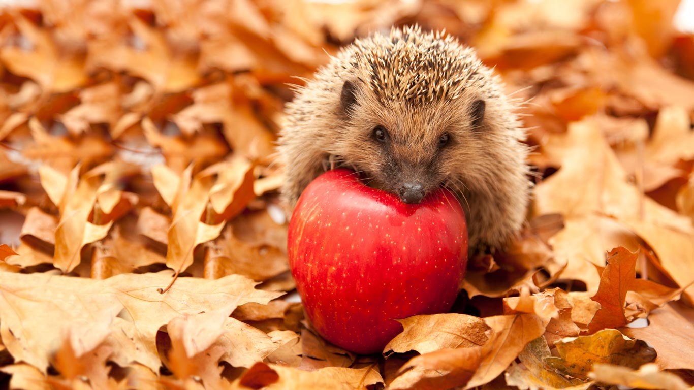 刺猬与红苹果(© Przemyslaw Rzeszutko/Alamy) - 2013/11/12 刺猬与红苹果(© Przemyslaw Rzeszutko/Alamy) - 2013/11/12