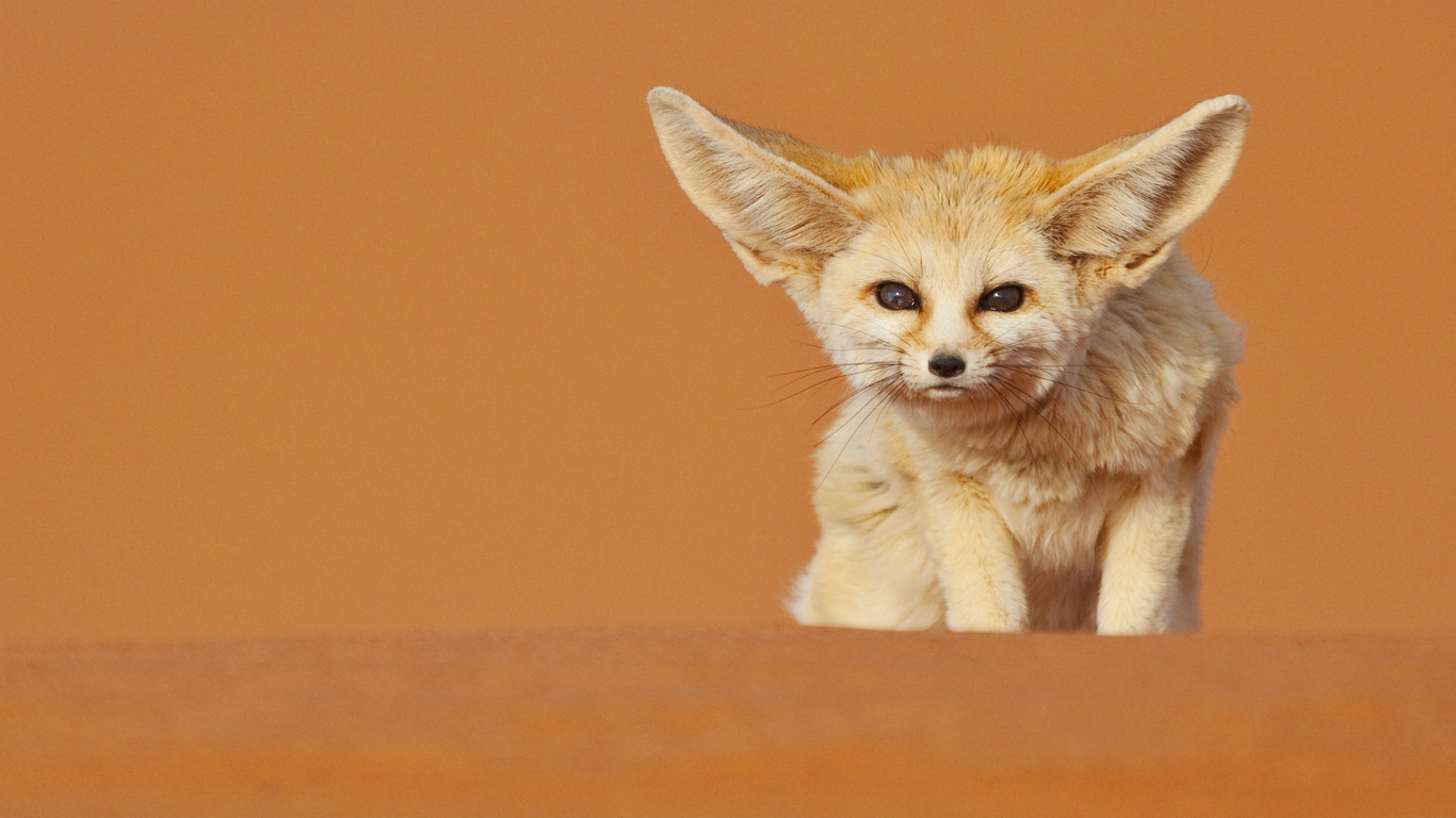 摩洛哥梅如卡的耳廓狐(© Juan Carlos Muñoz/age fotostock) - 2013/11/24 摩洛哥梅如卡的耳廓狐(© Juan Carlos Muñoz/age fotostock) - 2013/11/24