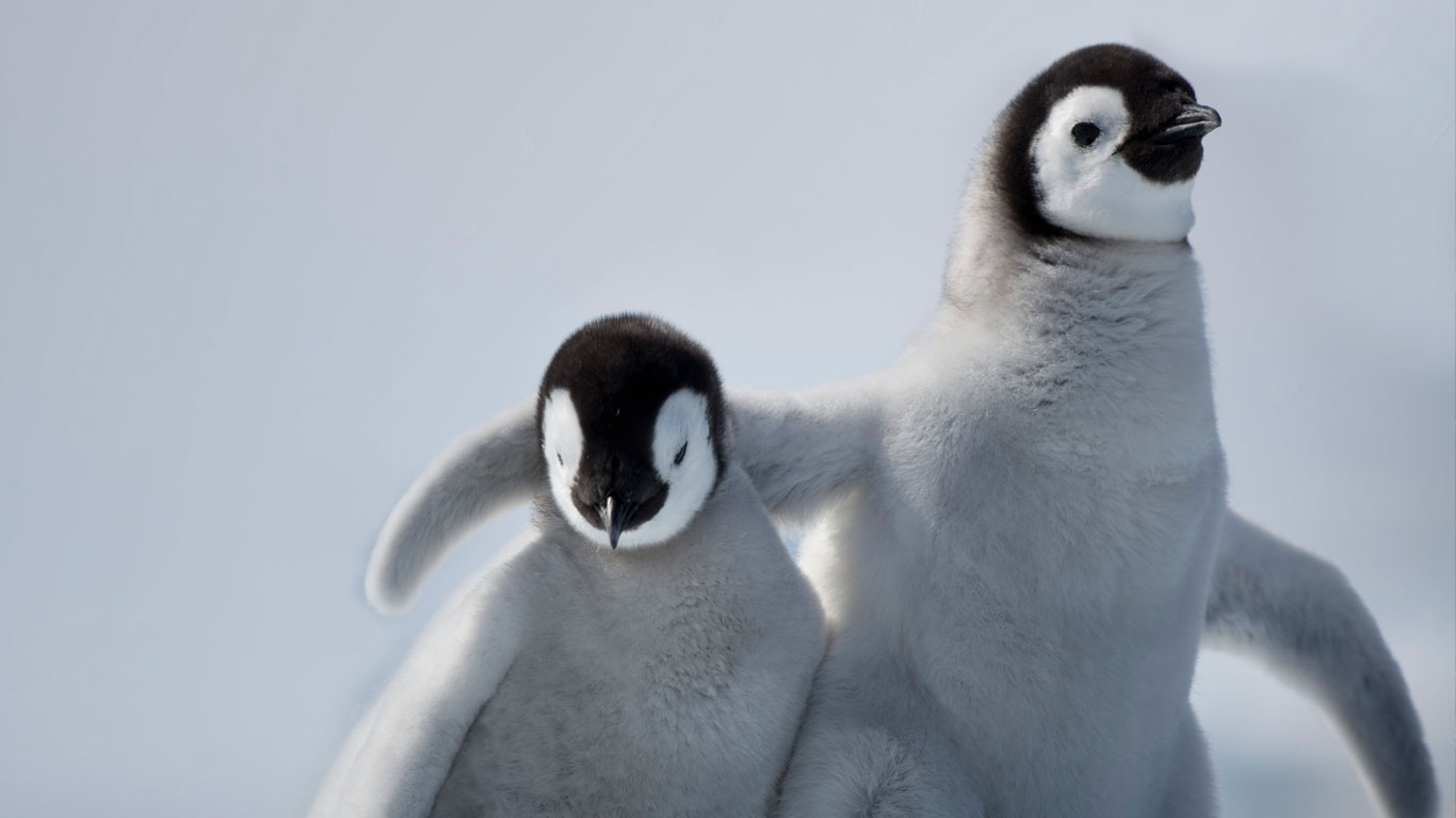 南极洲雪丘岛上的帝企鹅幼崽(© Paul Souders/Corbis) - 2013/12/02 南极洲雪丘岛上的帝企鹅幼崽(© Paul Souders/Corbis) - 2013/12/02