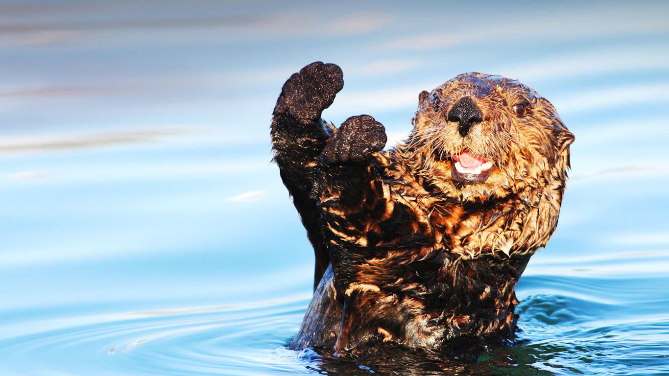 海獭(© Cameron Rutt/Flickr/Getty Images) - 2013/12/04 海獭(© Cameron Rutt/Flickr/Getty Images) - 2013/12/04