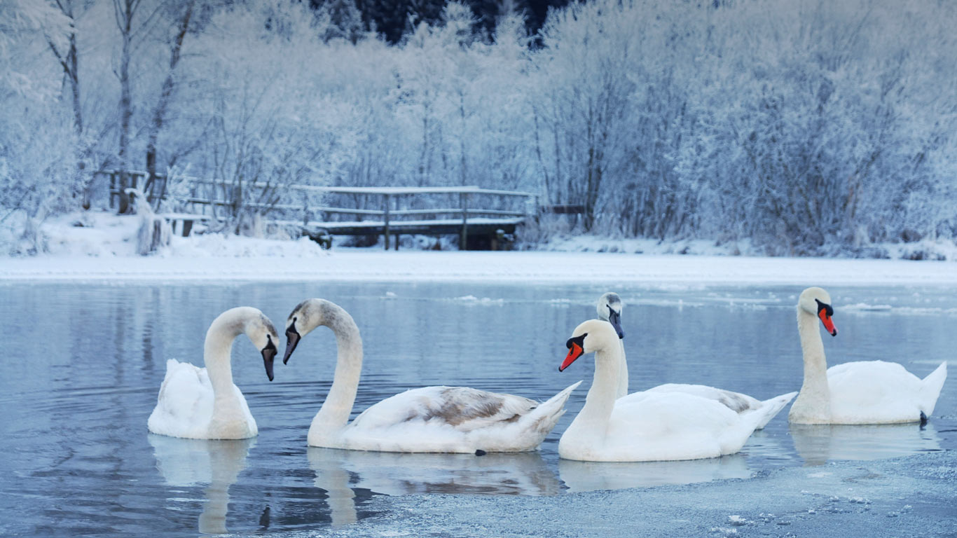 冬季的天鹅(© Wanted Collection/Shotshop GmbH/Alamy) - 2013/12/06 冬季的天鹅(© Wanted Collection/Shotshop GmbH/Alamy) - 2013/12/06