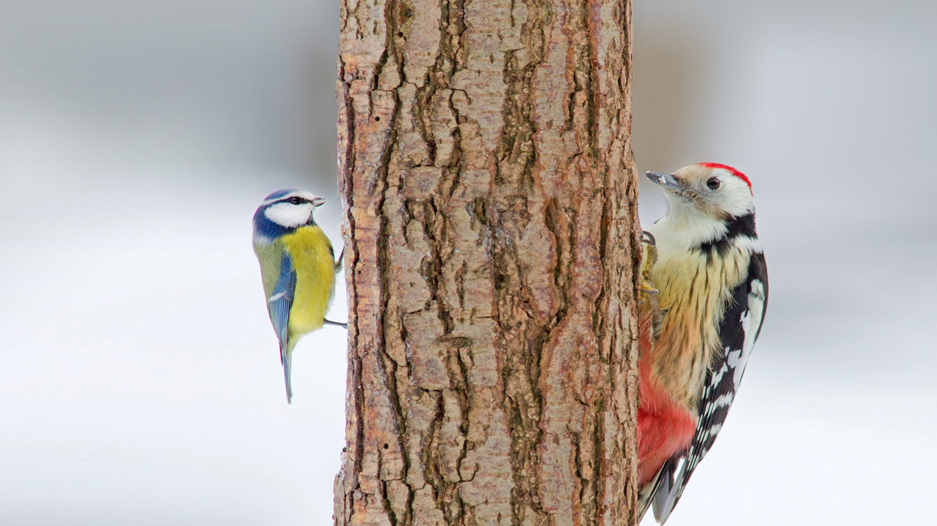 中斑啄木鸟与蓝山雀(© Naturfoto-Online/Alamy) - 2013/12/12 中斑啄木鸟与蓝山雀(© Naturfoto-Online/Alamy) - 2013/12/12