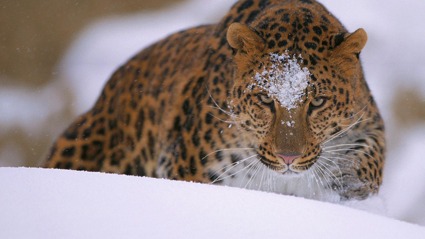 一只罕见的远东豹出现在被雪覆盖的堤岸上(© John Conrad/Corbis) - 2013/12/27 一只罕见的远东豹出现在被雪覆盖的堤岸上(© John Conrad/Corbis) - 2013/12/27