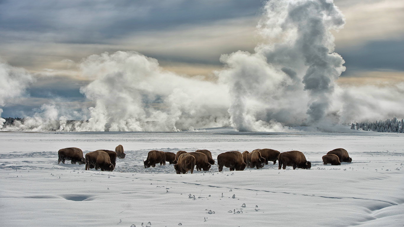 怀俄明州黄石国家公园,在喷泉区过冬的北美野牛(© Jeff Vanuga/Corbis) - 2014/01/02 怀俄明州黄石国家公园,在喷泉区过冬的北美野牛(© Jeff Vanuga/Corbis) - 2014/01/02