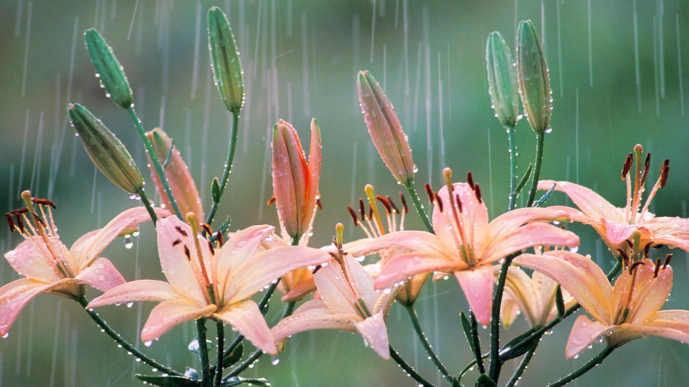 雨中的百合(© FogStock/Alamy) - 2014/01/12 雨中的百合(© FogStock/Alamy) - 2014/01/12