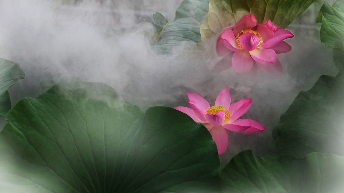 荷花(© View Stock/Getty Images) - 2014/01/14 荷花(© View Stock/Getty Images) - 2014/01/14