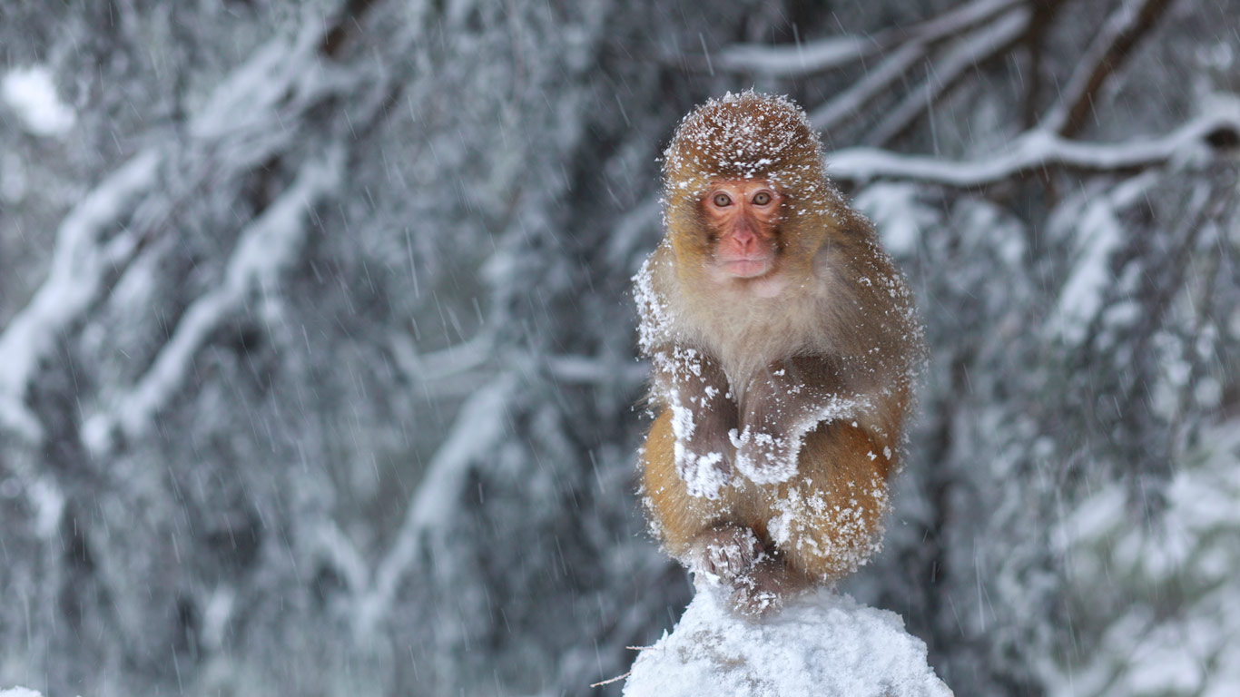 穆里,雪中坐在石头上的猴子(© Nadeem Khawar/Getty Images) - 2014/01/19 穆里,雪中坐在石头上的猴子(© Nadeem Khawar/Getty Images) - 2014/01/19