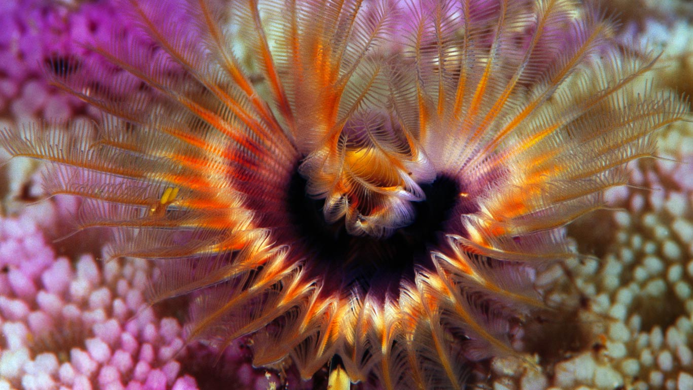 所罗门群岛附近,驼峰珊瑚礁上的星空马蹄虫(© Chris Newbert/Corbis) - 2014/02/13 所罗门群岛附近,驼峰珊瑚礁上的星空马蹄虫(© Chris Newbert/Corbis) - 2014/02/13
