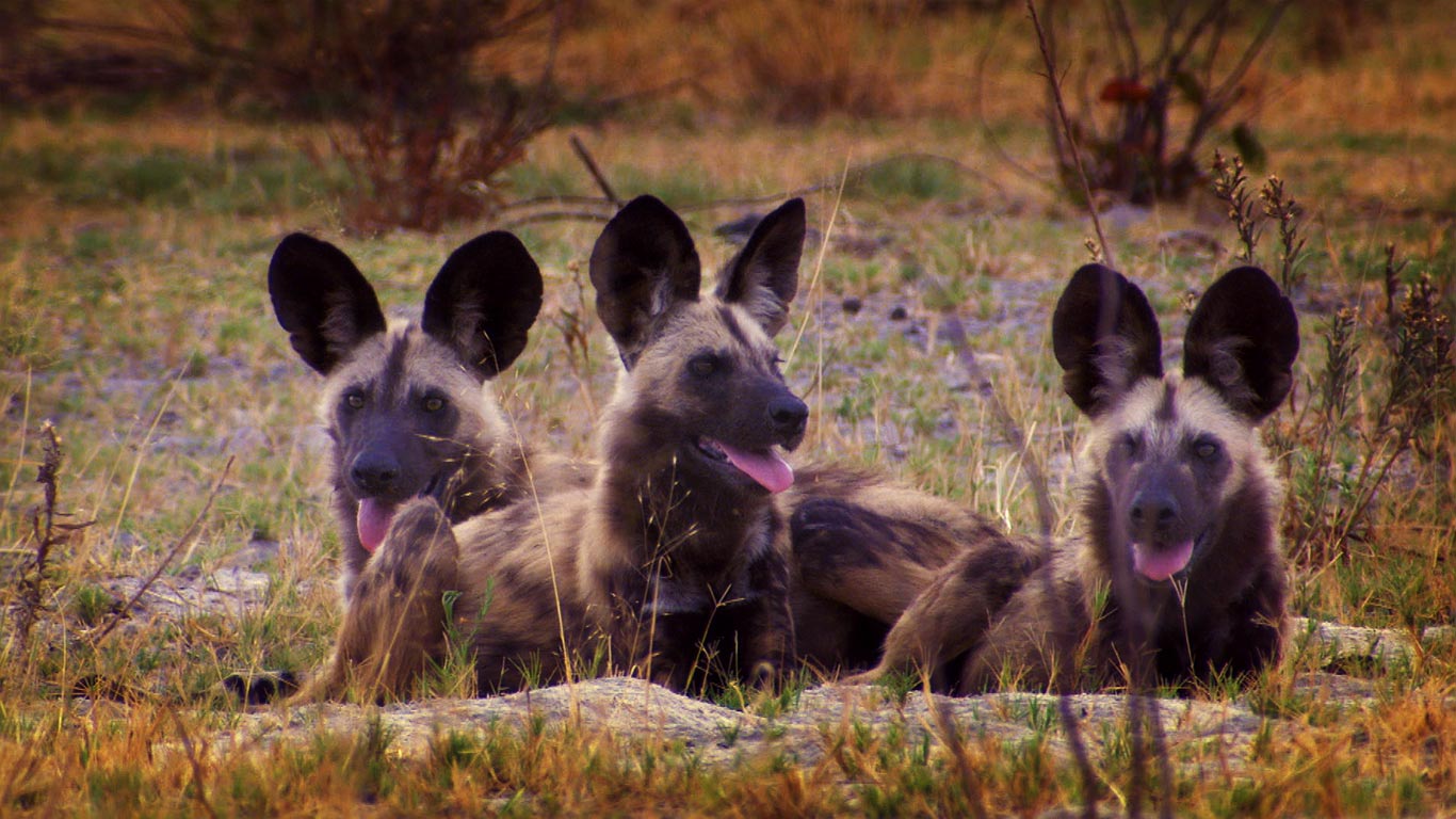 博茨瓦纳的非洲野犬(© Getty Images) - 2014/02/26 博茨瓦纳的非洲野犬(© Getty Images) - 2014/02/26