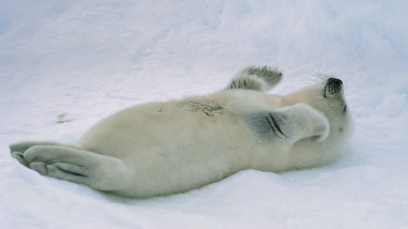 加拿大圣劳伦斯湾的竖琴海豹宝宝(© Mitsuaki Iwago/Corbis) - 2014/02/28 加拿大圣劳伦斯湾的竖琴海豹宝宝(© Mitsuaki Iwago/Corbis) - 2014/02/28