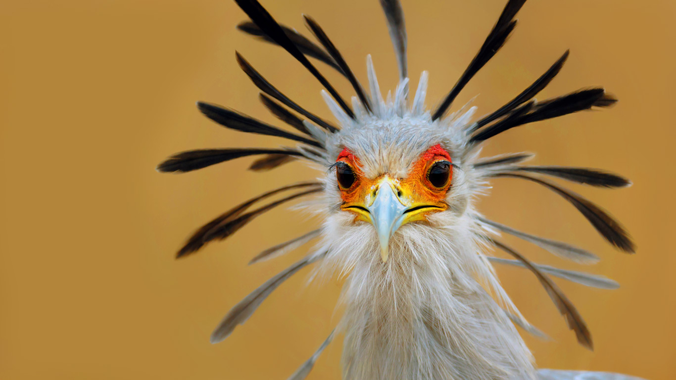 南非克鲁格国家公园的秘书鸟(蛇鹫)(© Johannes Swanepoel/Alamy) - 2014/03/07 南非克鲁格国家公园的秘书鸟(蛇鹫)(© Johannes Swanepoel/Alamy) - 2014/03/07