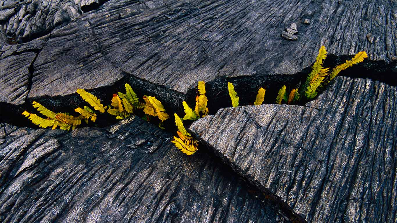 夏威夷火山国家公园,在熔岩裂缝中发芽的蕨类植物(© Frans Lanting Studio/Alamy) - 2014/03/25 夏威夷火山国家公园,在熔岩裂缝中发芽的蕨类植物(© Frans Lanting Studio/Alamy) - 2014/03/25