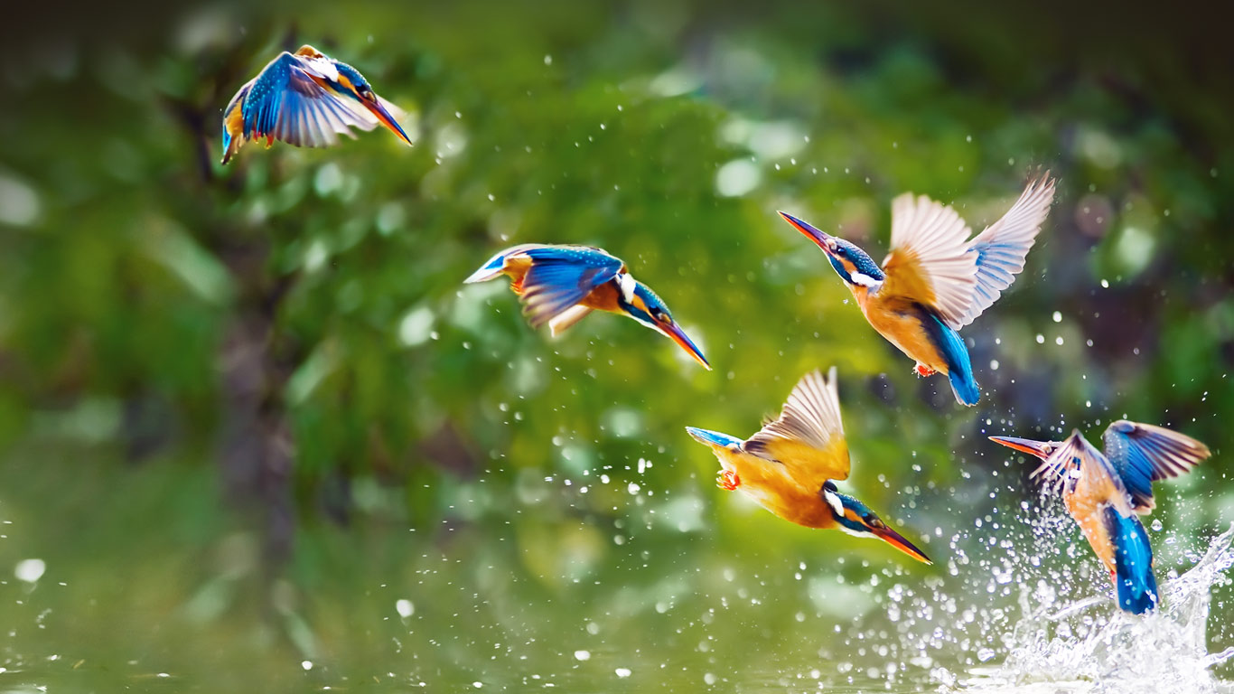 台北的翠鸟(© htu/Flickr Select/Getty Images) - 2014/05/19 台北的翠鸟(© htu/Flickr Select/Getty Images) - 2014/05/19