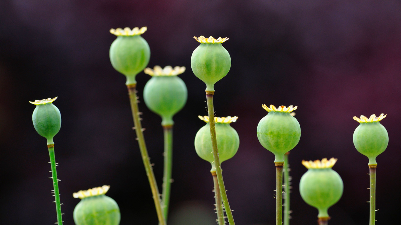 罂粟果实(© blickwinkel/Alamy) - 2014/05/20 罂粟果实(© blickwinkel/Alamy) - 2014/05/20