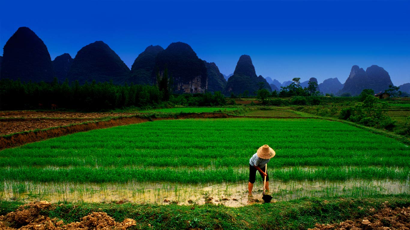 桂林阳朔在稻田里照料水稻的农夫(© Bill Bachmann/Alamy) - 2014/06/05 桂林阳朔在稻田里照料水稻的农夫(© Bill Bachmann/Alamy) - 2014/06/05