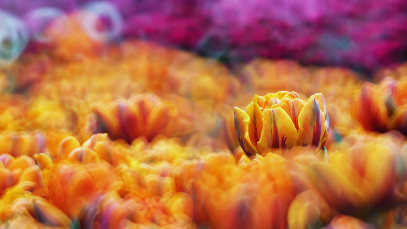 花海(© Mendowong Photography/Moment Open/Getty Images) - 2014/06/24 花海(© Mendowong Photography/Moment Open/Getty Images) - 2014/06/24
