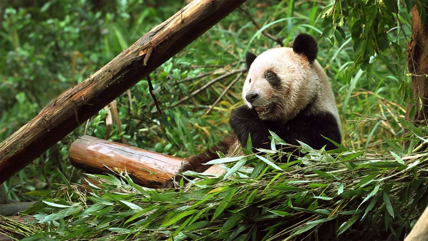 重庆动物园,熊猫咀嚼竹子嫩芽(© Getty Images) - 2014/07/02 重庆动物园,熊猫咀嚼竹子嫩芽(© Getty Images) - 2014/07/02