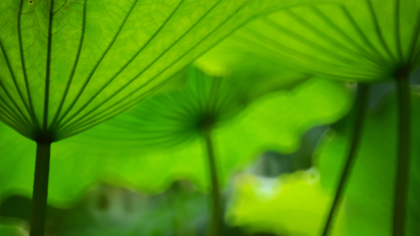 似伞一般的莲叶(© MelindaChan/Moment/Getty Images) - 2014/07/22 似伞一般的莲叶(© MelindaChan/Moment/Getty Images) - 2014/07/22