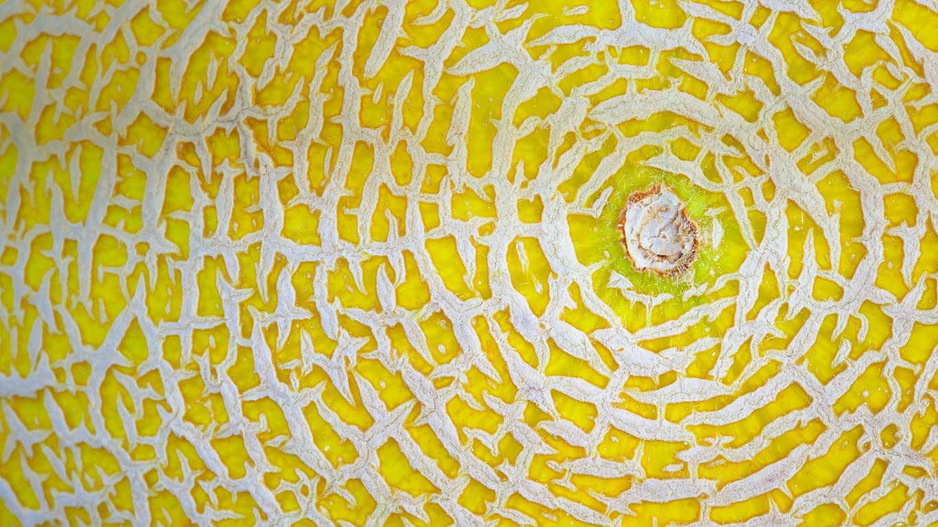 加利亚甜瓜的细节图(© Nick Fielding/Alamy) - 2014/08/10 加利亚甜瓜的细节图(© Nick Fielding/Alamy) - 2014/08/10