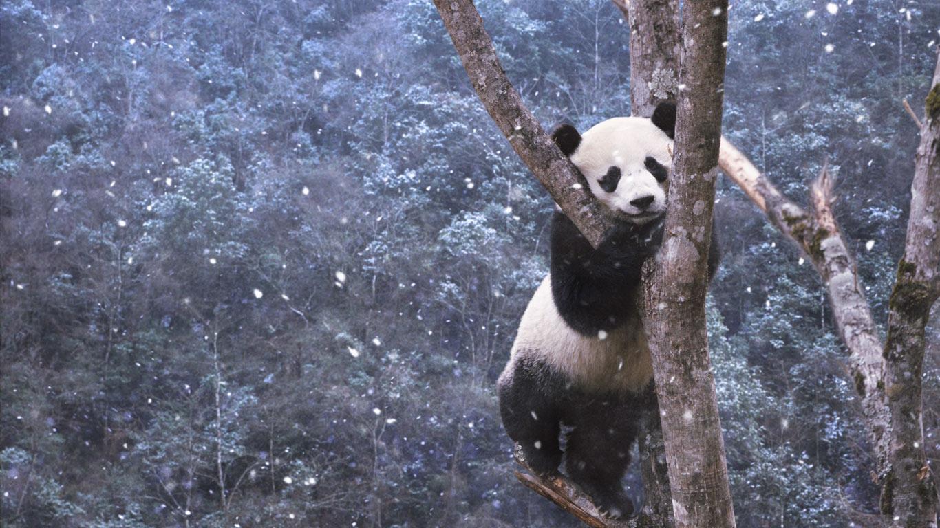 四川,熊猫雪天爬树(© Steve Bloom Images/Alamy) - 2014/08/29 四川,熊猫雪天爬树(© Steve Bloom Images/Alamy) - 2014/08/29