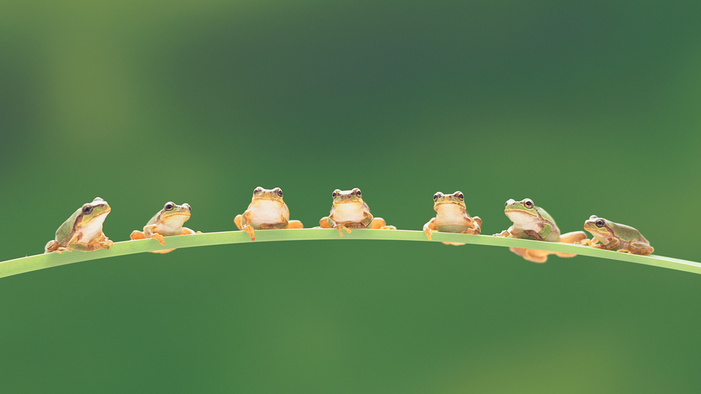 树蛙(© TAKAO ONOZATO/amanaimages/Corbis) - 2014/09/26 树蛙(© TAKAO ONOZATO/amanaimages/Corbis) - 2014/09/26