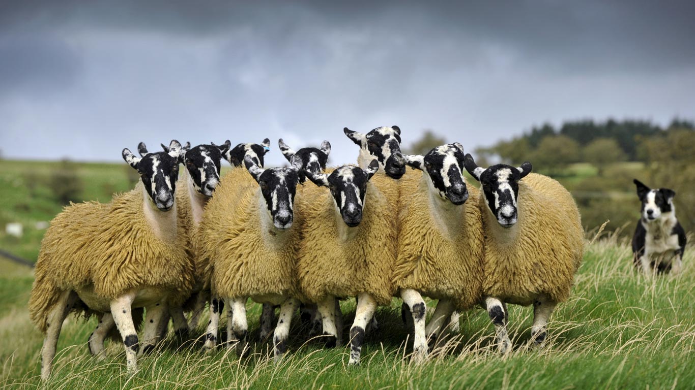 英格兰,羊与边境柯利牧羊犬(© Wayne Hutchinson/Minden Pictures) - 2014/09/29 英格兰,羊与边境柯利牧羊犬(© Wayne Hutchinson/Minden Pictures) - 2014/09/29