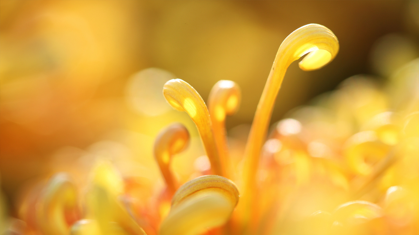 菊花特写(© View Stock/Getty Images) - 2014/10/01 菊花特写(© View Stock/Getty Images) - 2014/10/01