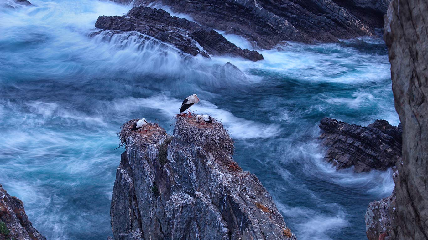 葡萄牙萨尔当角的白鹳(© David Santiago Garcia/Aurora Photos) - 2014/10/13 葡萄牙萨尔当角的白鹳(© David Santiago Garcia/Aurora Photos) - 2014/10/13