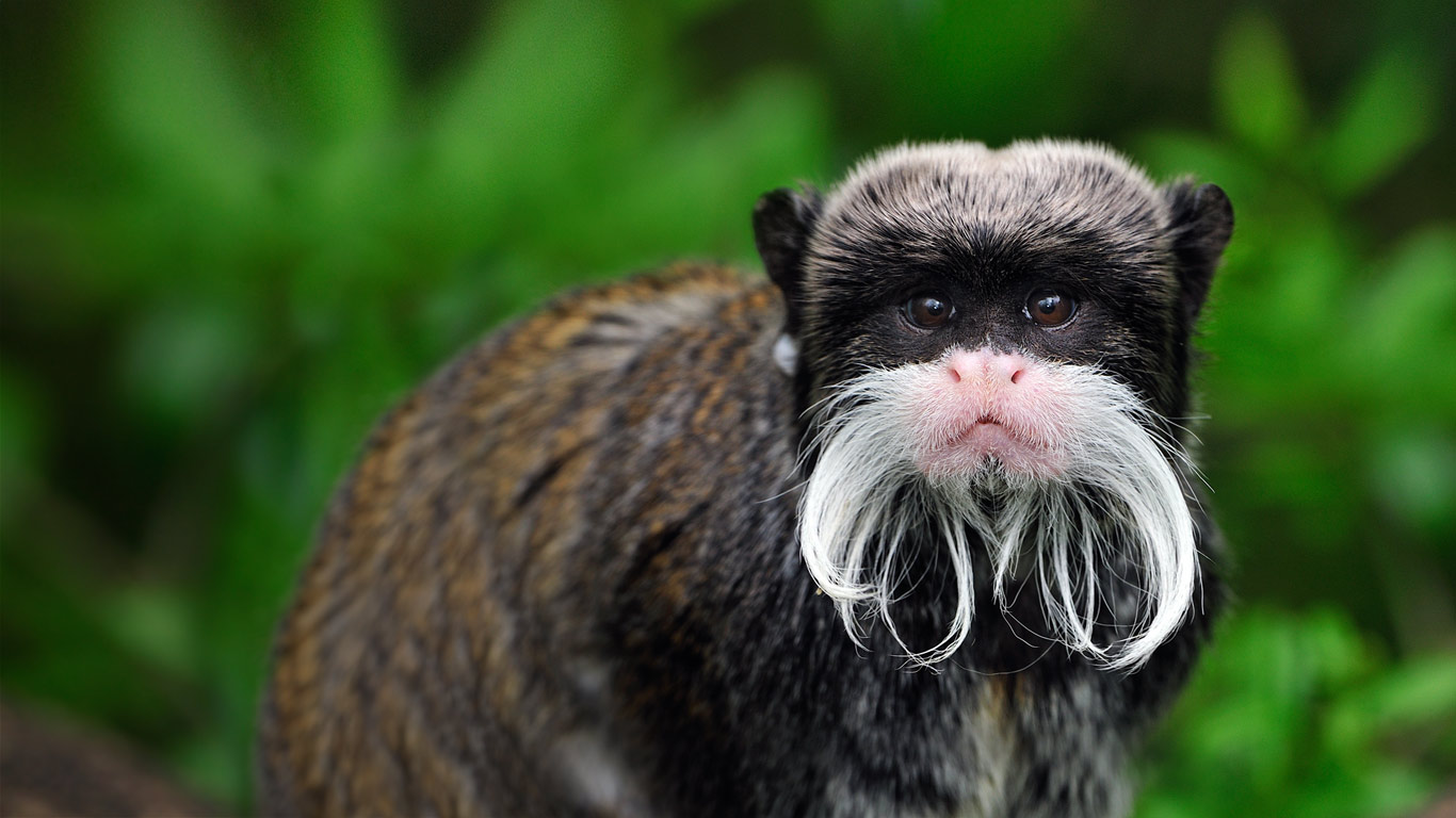 秘鲁玛努国家公园中的皇狨猴(© Thomas Marent/Minden Pictures) - 2014/10/25 秘鲁玛努国家公园中的皇狨猴(© Thomas Marent/Minden Pictures) - 2014/10/25