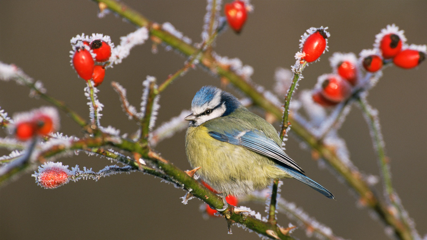 冬霜中的蓝山雀和玫瑰果(© Nature Picture Library/Britain On View/Getty Images) - 2014/11/06 冬霜中的蓝山雀和玫瑰果(© Nature Picture Library/Britain On View/Getty Images) - 2014/11/06