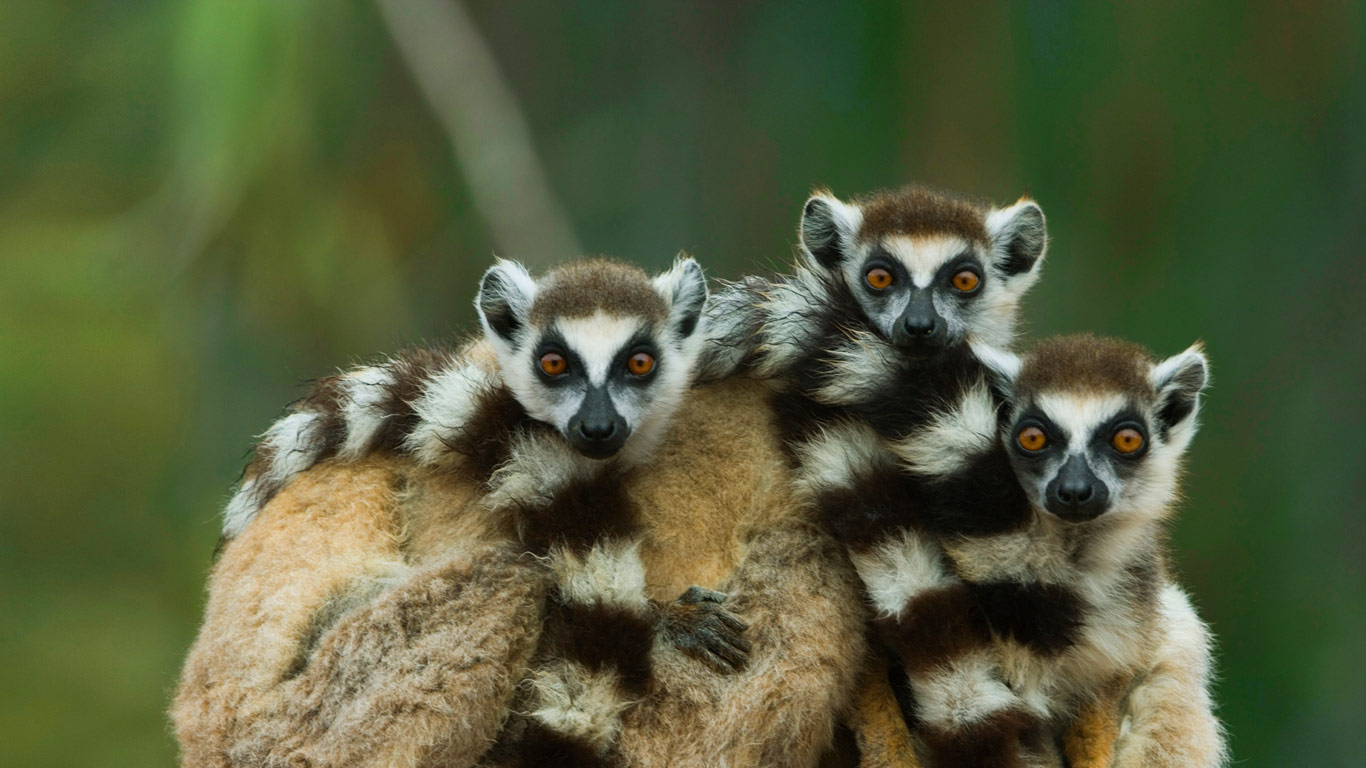 马达加斯加,自然保护区的环尾狐猴(© Art Wolfe/Alamy) - 2014/11/12 马达加斯加,自然保护区的环尾狐猴(© Art Wolfe/Alamy) - 2014/11/12