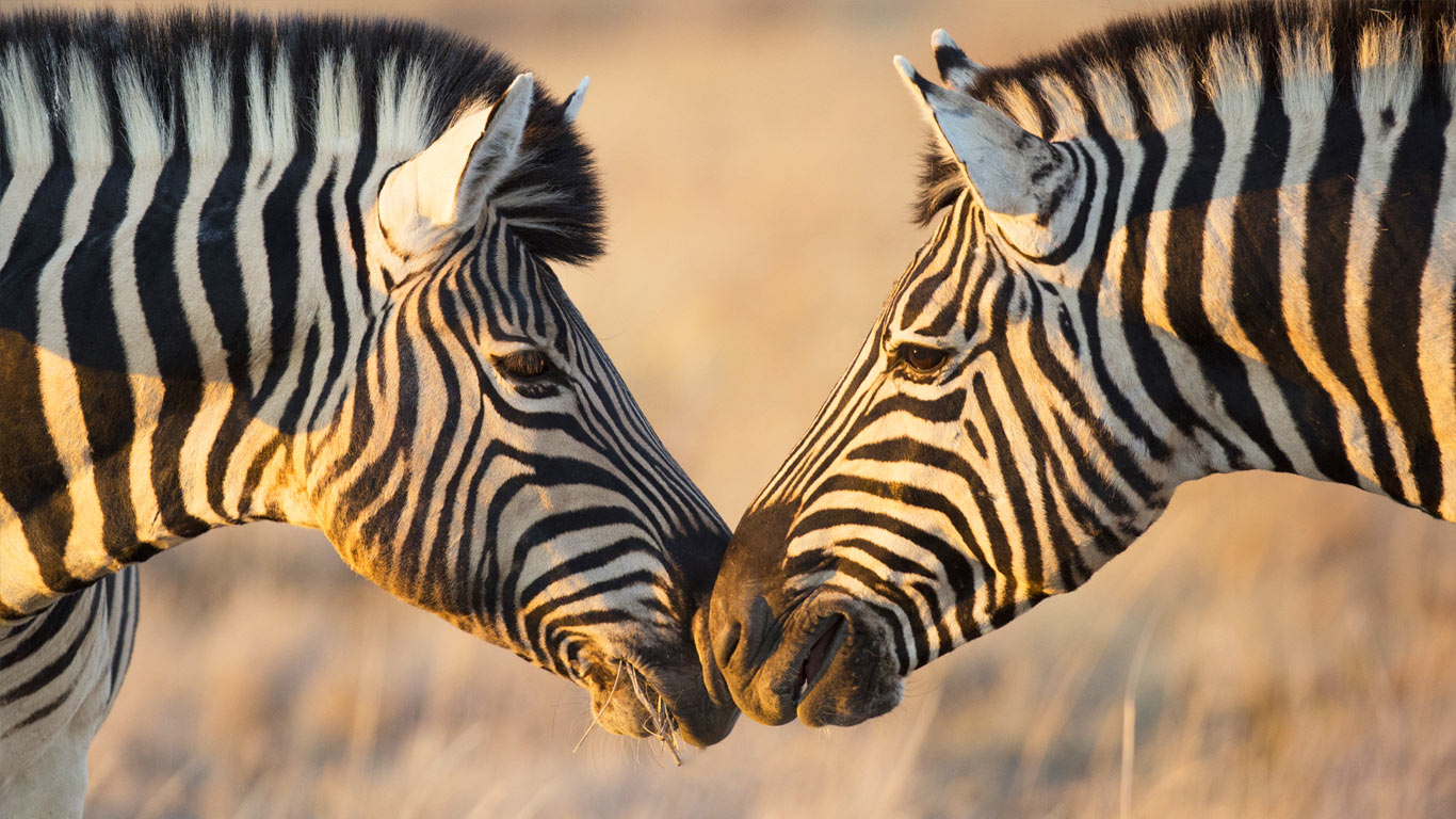 纳米比亚埃托沙国家公园,相互问候的平原斑马(© Mogens Trolle/Shutterstock) - 2014/11/20 纳米比亚埃托沙国家公园,相互问候的平原斑马(© Mogens Trolle/Shutterstock) - 2014/11/20