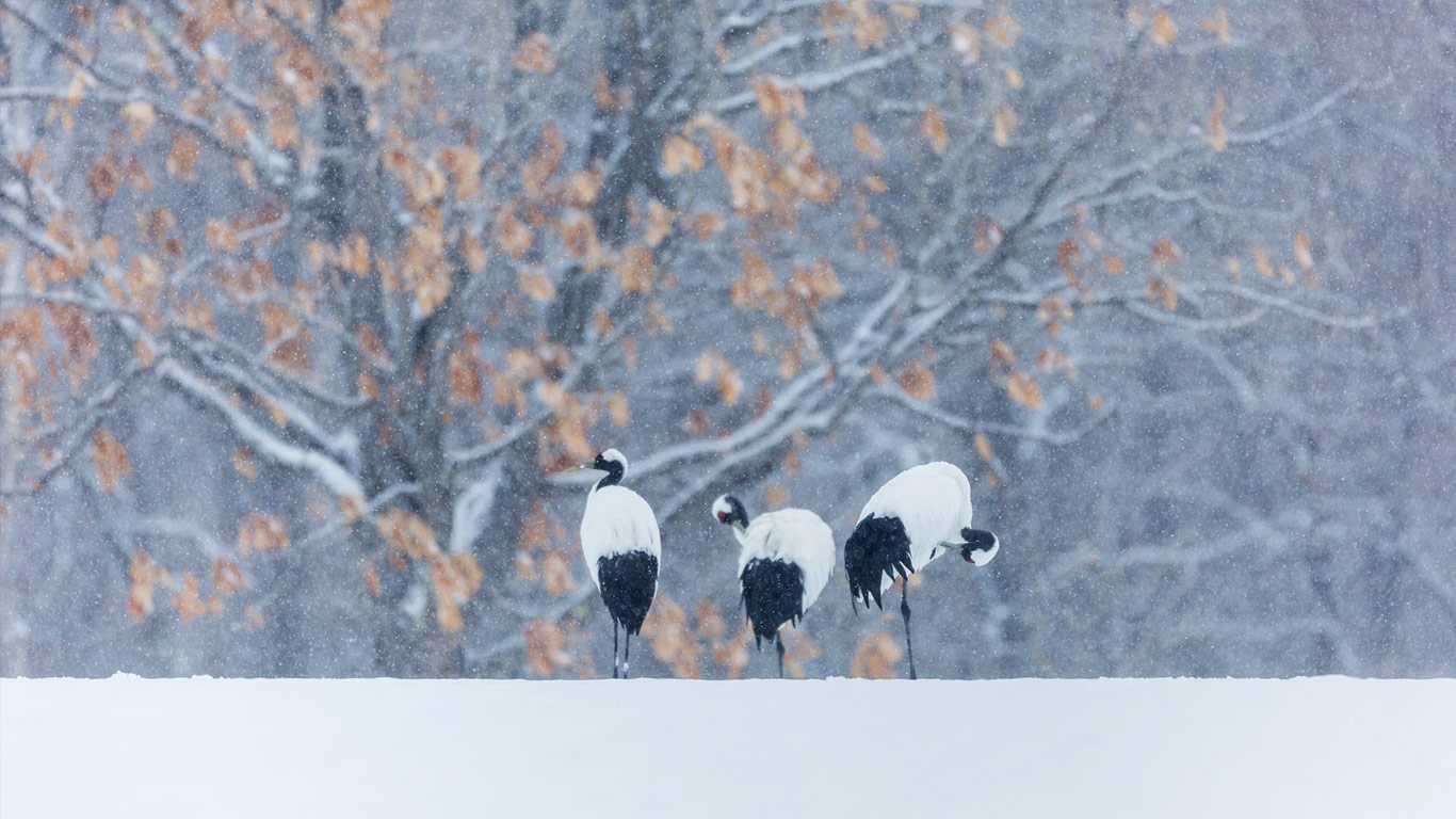 行走在雪地中的丹顶鹤(© Jeremy Woodhouse/Blend Images/Getty Images) - 2014/11/21 行走在雪地中的丹顶鹤(© Jeremy Woodhouse/Blend Images/Getty Images) - 2014/11/21
