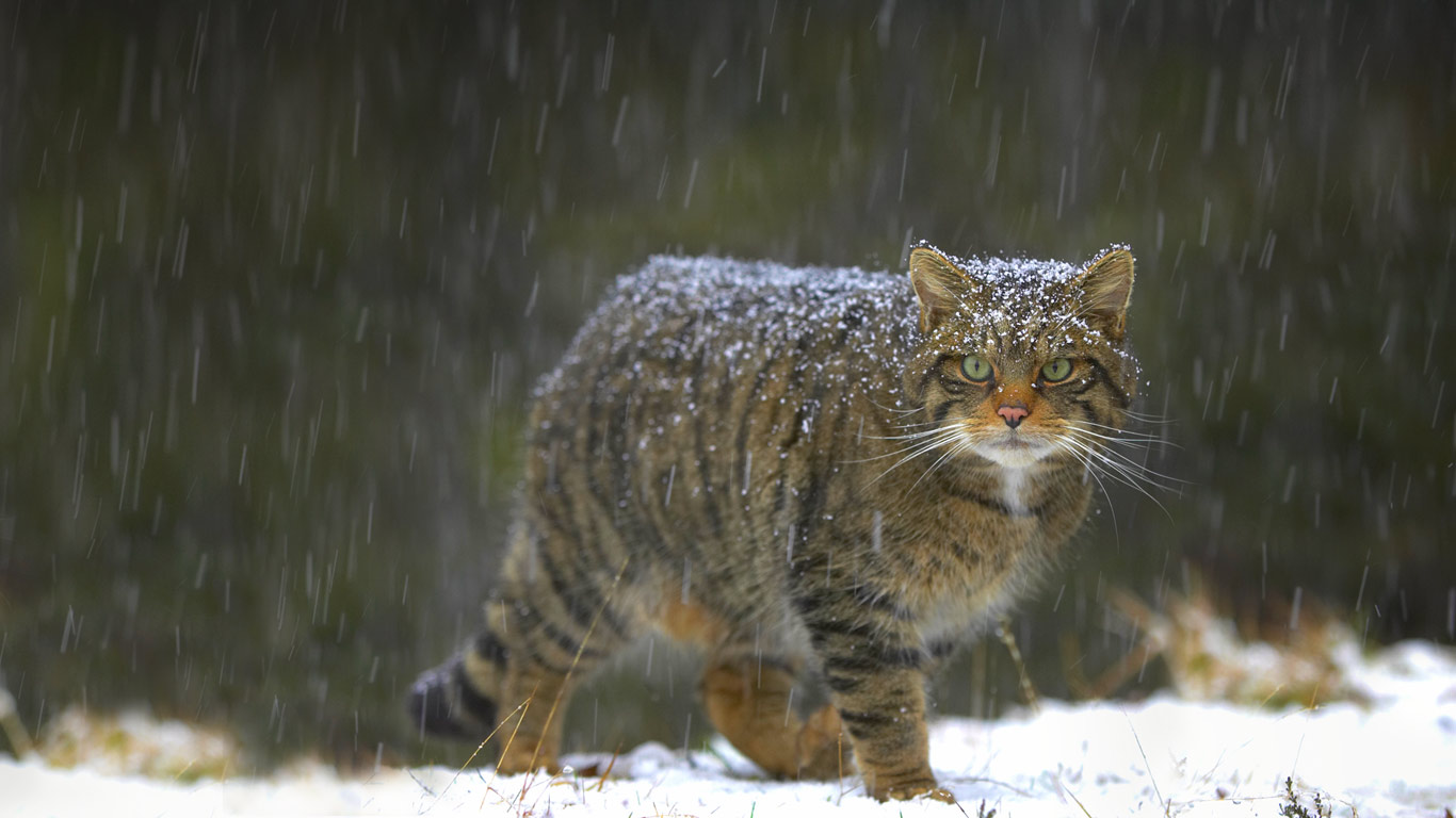 苏格兰的野猫(© Alan Crawford/Getty Images) - 2014/11/29 苏格兰的野猫(© Alan Crawford/Getty Images) - 2014/11/29