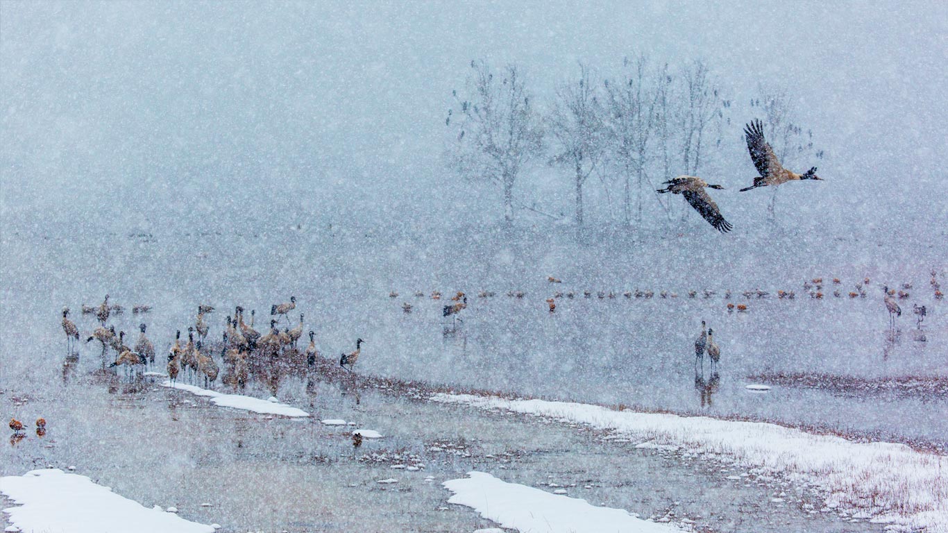 下雪了,许多黑颈鹤在雪中飞舞(© zhouyousifang/Getty Images) - 2014/12/07 下雪了,许多黑颈鹤在雪中飞舞(© zhouyousifang/Getty Images) - 2014/12/07