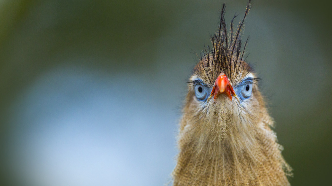 荷兰阿培尔顿,猴山动物园的红腿叫鹤(© Juan Carlos Muñoz/age fotostock) - 2014/12/16 荷兰阿培尔顿,猴山动物园的红腿叫鹤(© Juan Carlos Muñoz/age fotostock) - 2014/12/16