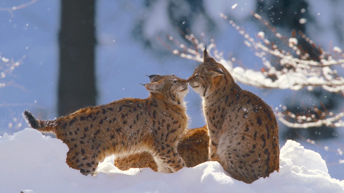 德国巴伐利亚国家森林公园,欧亚猞猁(© Konrad Wothe/Minden Pictures) - 2014/12/29 德国巴伐利亚国家森林公园,欧亚猞猁(© Konrad Wothe/Minden Pictures) - 2014/12/29