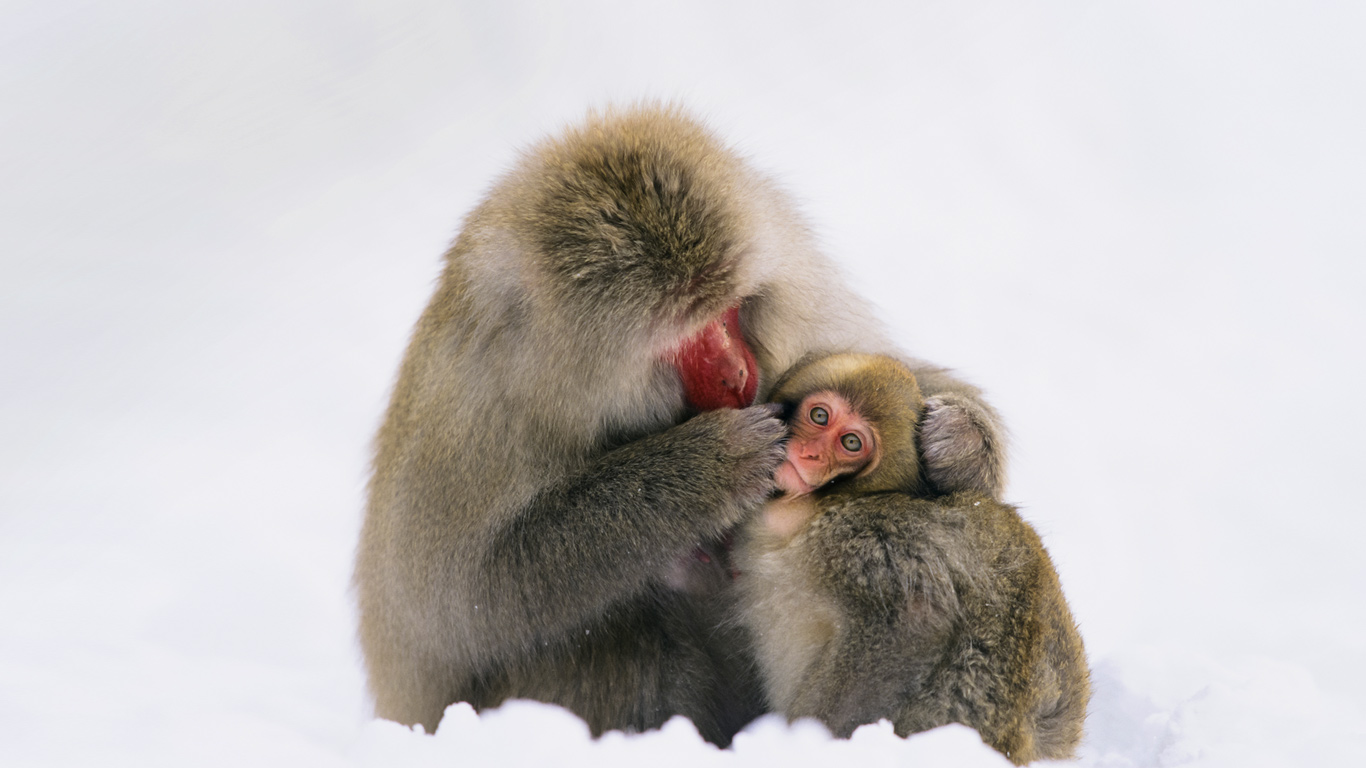 日本阿尔卑斯山脉,雪中的日本猕猴(© Konrad Wothe/Minden Pictures/Getty Images) - 2015/01/06 日本阿尔卑斯山脉,雪中的日本猕猴(© Konrad Wothe/Minden Pictures/Getty Images) - 2015/01/06