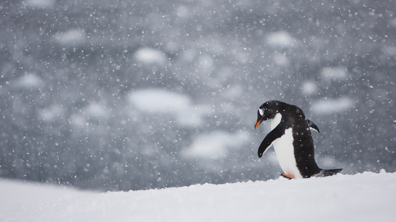风雪中孤独行走的企鹅(© Gabe Rogel/Aurora/Getty Images) - 2015/01/15 风雪中孤独行走的企鹅(© Gabe Rogel/Aurora/Getty Images) - 2015/01/15