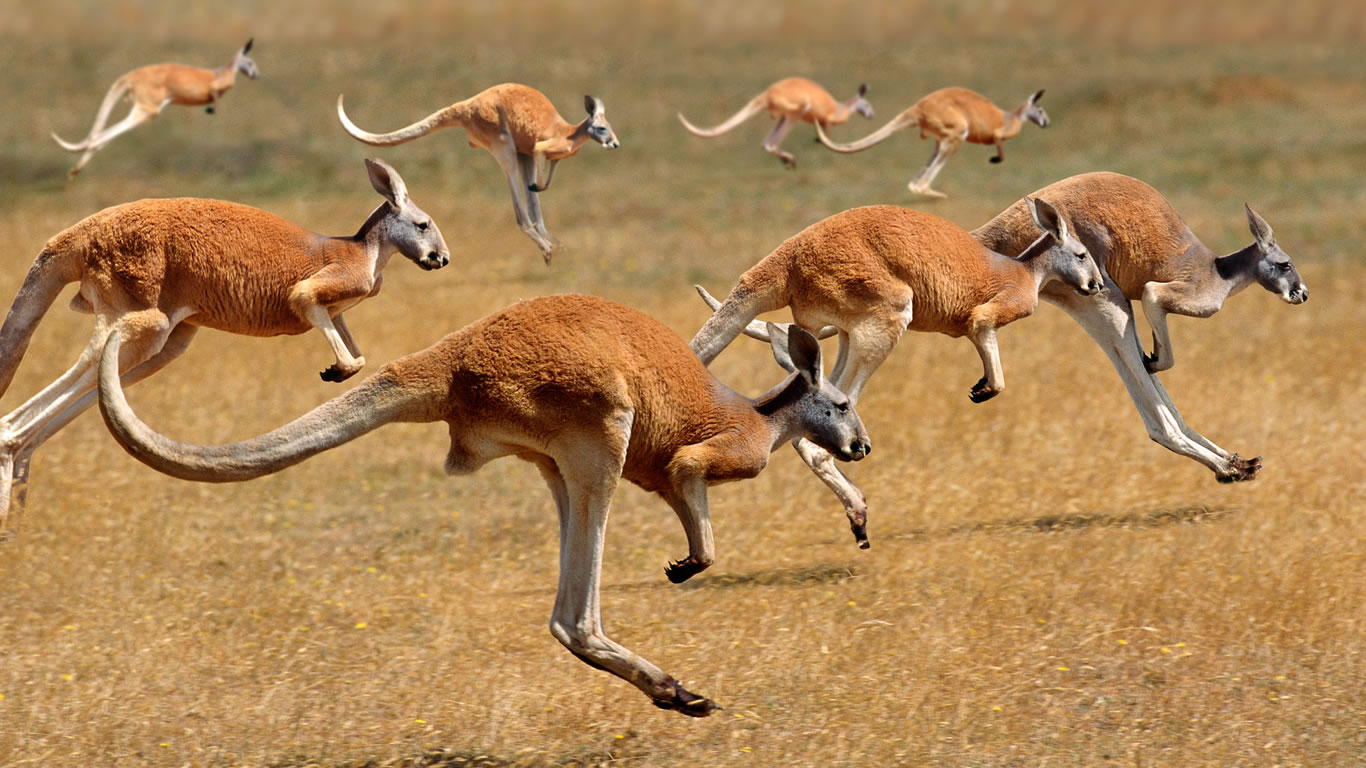 澳大利亚,奔跑中的红大袋鼠(© Gerard Lacz/Age Fotostock) - 2015/01/26 澳大利亚,奔跑中的红大袋鼠(© Gerard Lacz/Age Fotostock) - 2015/01/26