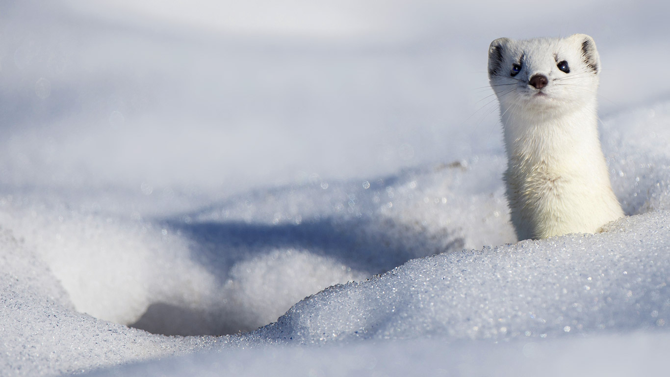 身着冬装的白鼬(© Berndt Fischer/age fotostock) - 2015/02/02 身着冬装的白鼬(© Berndt Fischer/age fotostock) - 2015/02/02