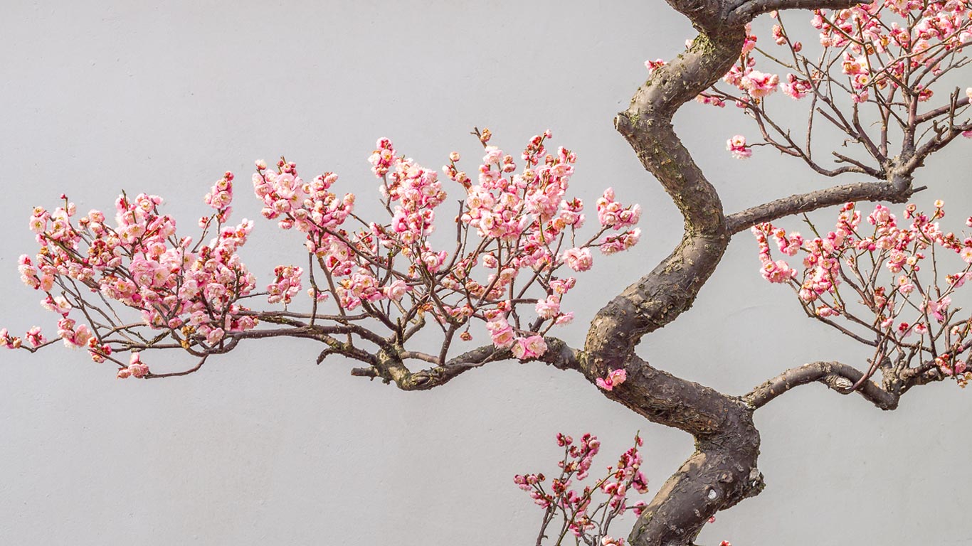 梅花朵朵开(© atiger/Shutterstock) - 2015/02/04 梅花朵朵开(© atiger/Shutterstock) - 2015/02/04