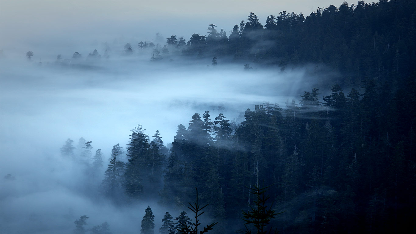 美国加利福尼亚州,红木国家公园及州立公园(© David Fortney/Corbis Motion) - 2015/02/24 美国加利福尼亚州,红木国家公园及州立公园(© David Fortney/Corbis Motion) - 2015/02/24