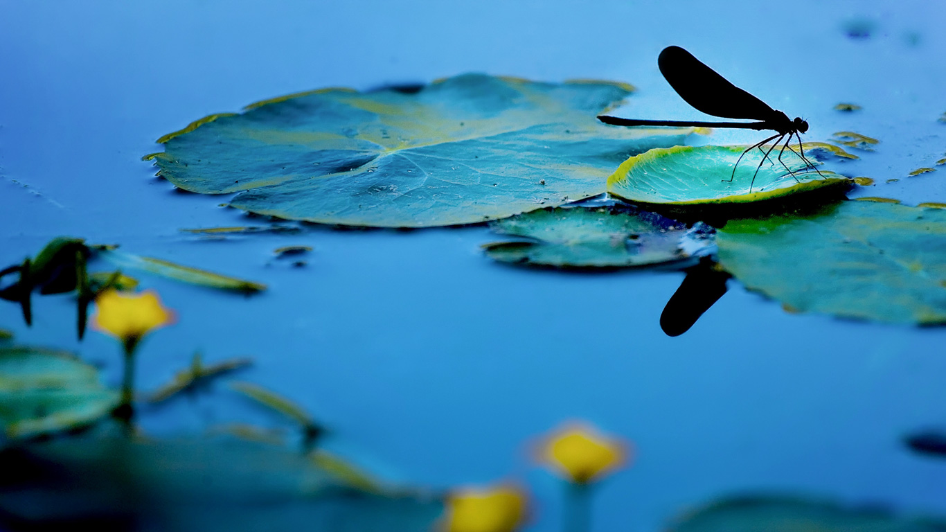 蜻蜓(© Beijing, China) - 2015/03/06 蜻蜓(© Beijing, China) - 2015/03/06
