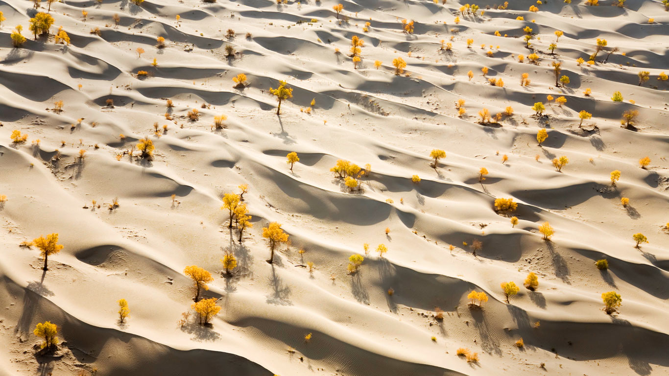 塔克拉玛干沙漠,沙丘和黄色的胡杨树木(© George Steinmetz/Corbis) - 2015/03/12 塔克拉玛干沙漠,沙丘和黄色的胡杨树木(© George Steinmetz/Corbis) - 2015/03/12