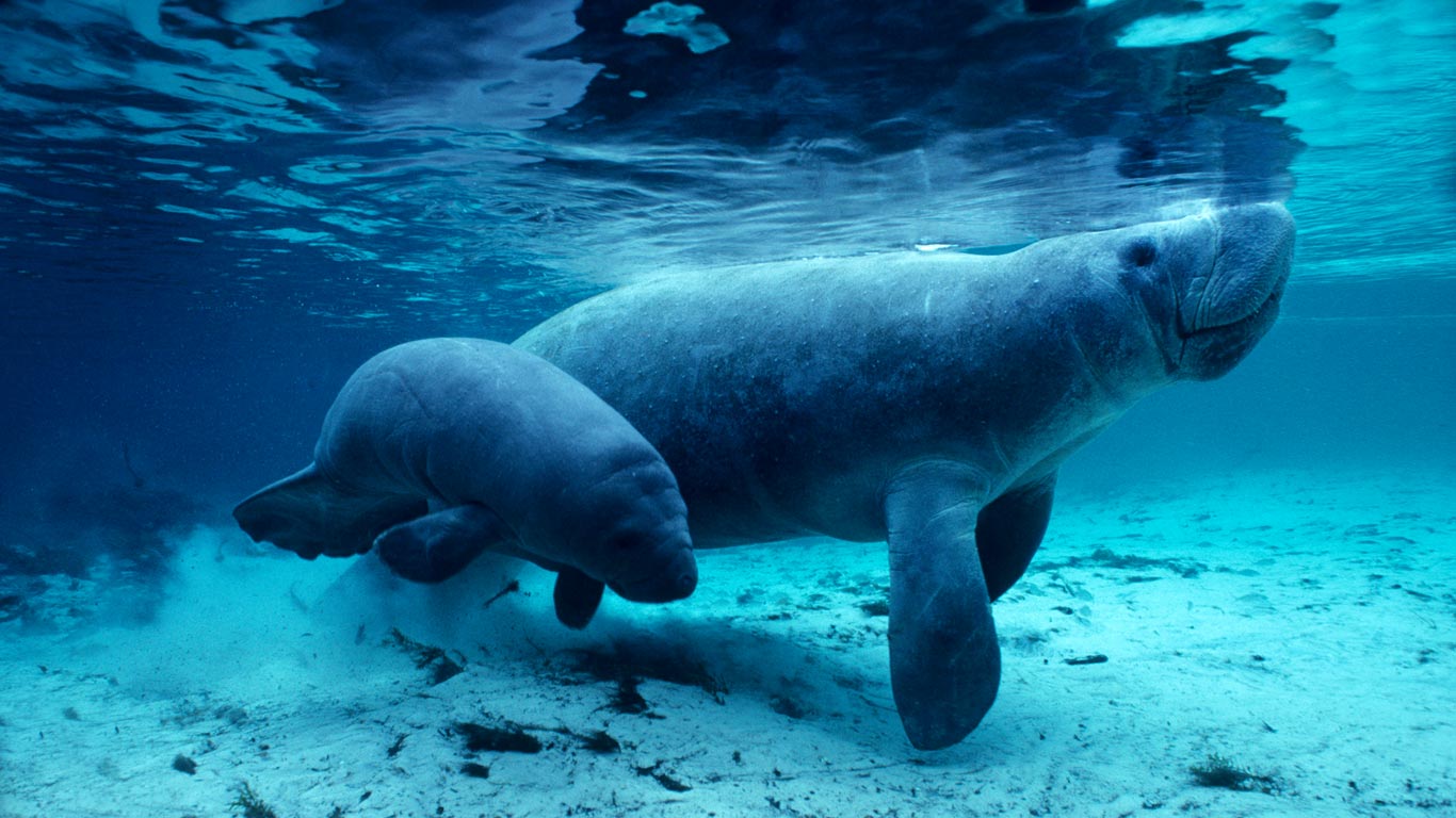 美国佛罗里达州,水晶河里的西印度海牛(© Daniel J. Cox/Corbis) - 2015/03/25 美国佛罗里达州,水晶河里的西印度海牛(© Daniel J. Cox/Corbis) - 2015/03/25