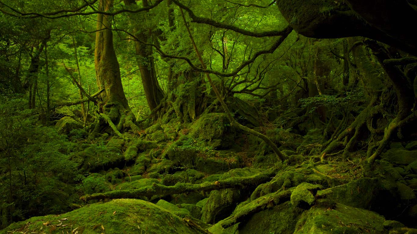 日本屋久岛,幽灵公主之森(© Hiroyuki Nagaoka/Getty Images) - 2015/03/30 日本屋久岛,幽灵公主之森(© Hiroyuki Nagaoka/Getty Images) - 2015/03/30