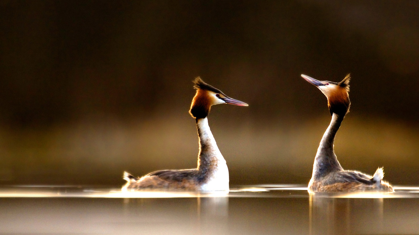求爱中的一对凤头鸊鷉(pì tī)(© Andrew Parkinson/Nature Picture Library/Corbis) - 2015/04/17 求爱中的一对凤头鸊鷉(pì tī)(© Andrew Parkinson/Nature Picture Library/Corbis) - 2015/04/17